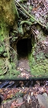 Plants: image 67 Of 208 Thumb